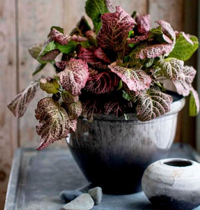 The HC Companies Pizzazz Decorative Round Flower Pots w/Ceramic Look - UV-Resistant Decorative Pot for Outdoor & Indoor Plant Pots - Modern Planter for Flower, Herbs (9?€? Foggy Gray, Pack of 1)
