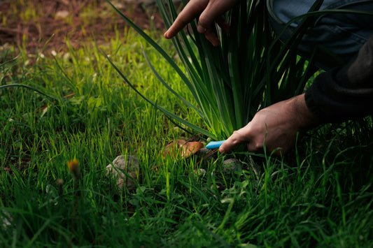 [GREENMENT] The "Cardboard Sheet Weed Barrier": How to stop invasive garden weeds without laying down synthetic plastic landscape fabric