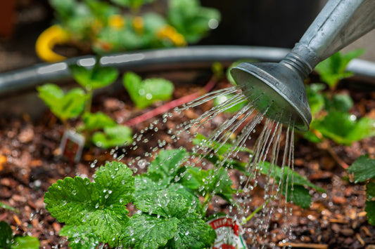 [GREENMENT] The "Capillary Inversion" Trick: How to keep outdoor potted plants hydrated for 7 days during vacation