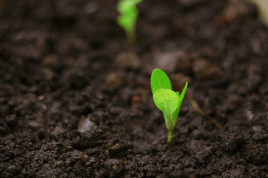 [GREENMENT] The "Chamomile Tea Seedling Dampening Shield": How to stop young plant sprouts from collapsing and rotting at the soil line