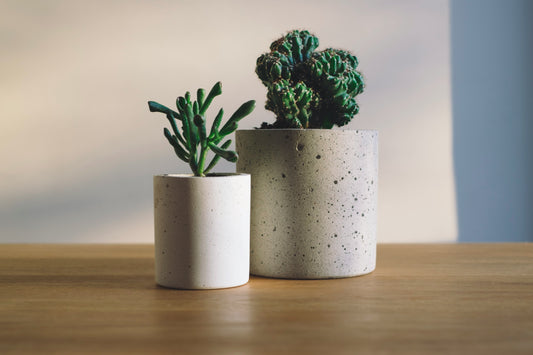 [GREENMENT] The "Matchstick Sulfur Shield": How to stop fungus gnats in houseplant soil using common wooden matches