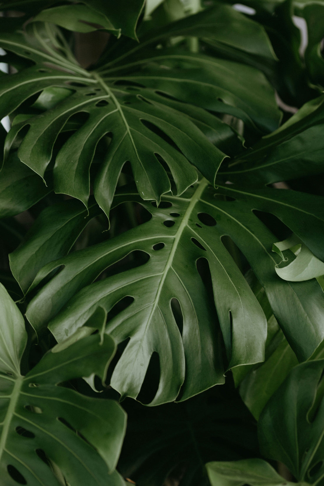 [GREENMENT] The "Microfiber Leaf Dust Glove": How to wipe off dusty indoor plant leaves without snapping delicate stems