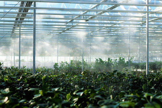 [GREENMENT] The "Plastic Wrap Greenhouse Bubble": How to root stubborn plant cuttings in water twice as fast