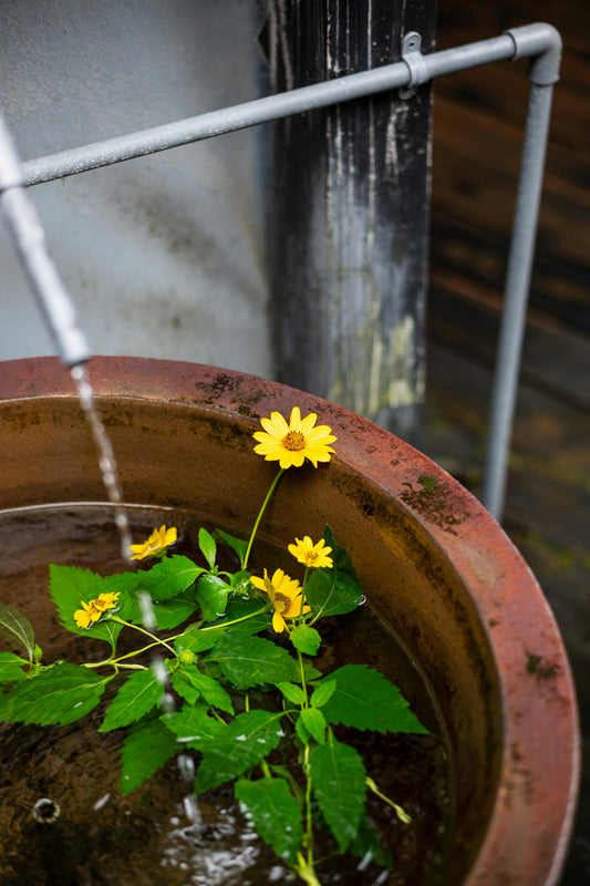 [GREENMENT] The "Porous Terracotta Hydration Anchor": How to create a self-watering system for indoor plants while on vacation