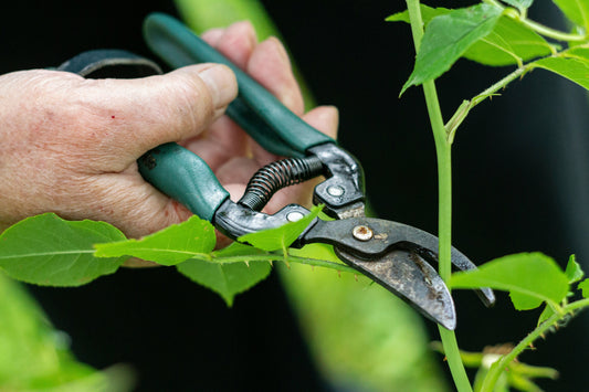[GREENMENT] The "Pruning Shear Rubbing Alcohol Sanitizer": How to stop black fungus and bacterial rot from spreading across houseplant collection