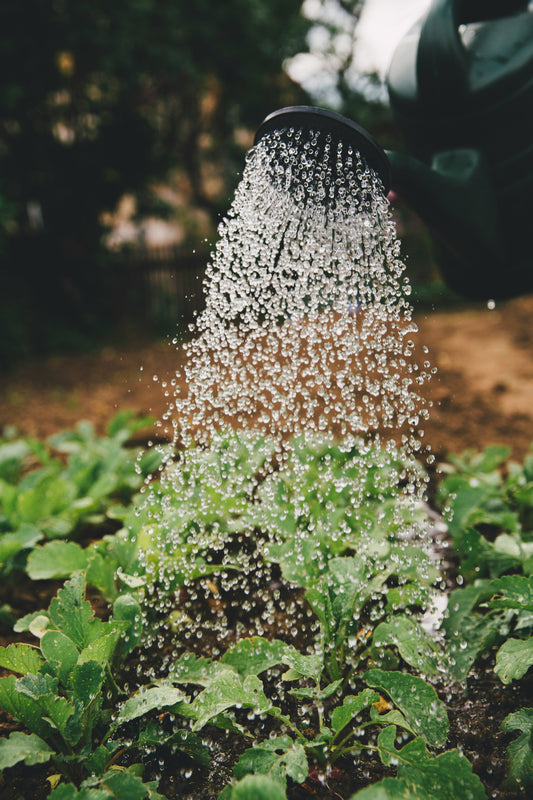 [GREENMENT] The "Hydrogen Peroxide Root Flush": How to stop root rot and save a dying plant in 10 minutes