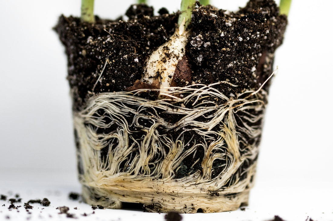 [GREENMENT] The "Perlite Oxygen Barrier": How to fix compacted soil and boost root aeration without repotting