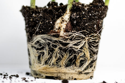 [GREENMENT] The "Perlite Oxygen Barrier": How to fix compacted soil and boost root aeration without repotting