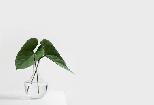 [GREENMENT] Why is my plant stretching "long and thin" even near a window?
