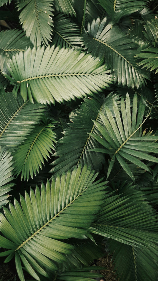 [GREENMENT] The "Microfiber Capillary Wick": How to keep moisture-loving tropical plants humid without electric humidifiers
