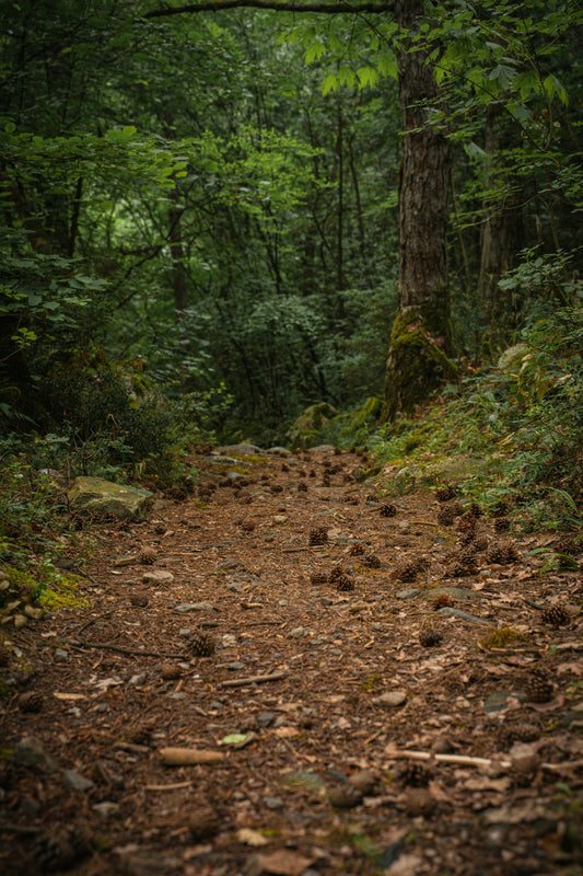 [GREENMENT] The "Pine Cone Soil Drainage Indicator": How to tell if your outdoor garden soil is too compacted without expensive tools