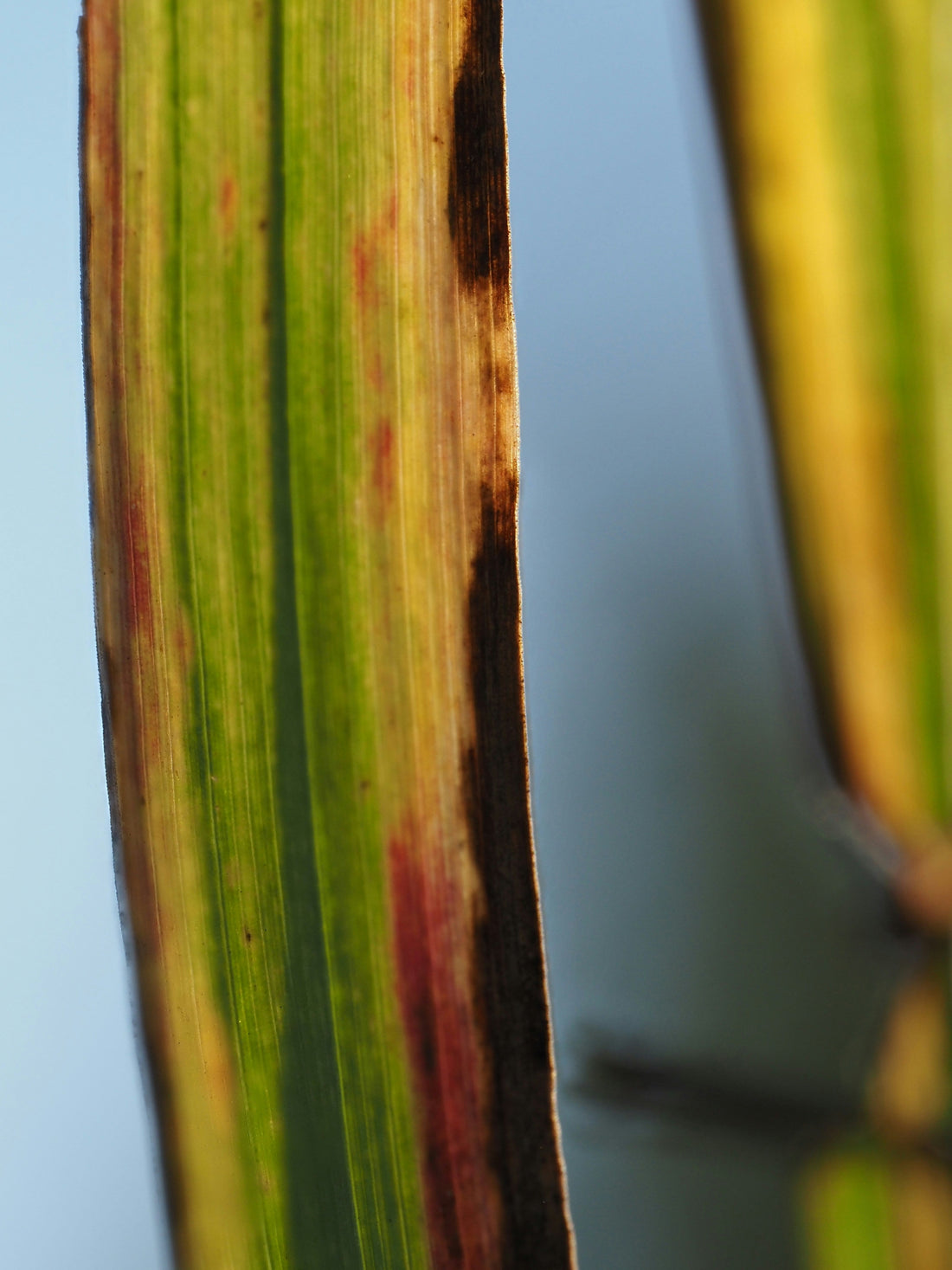 [GREENMENT] Why are the tips of my plant leaves turning brown in the winter?