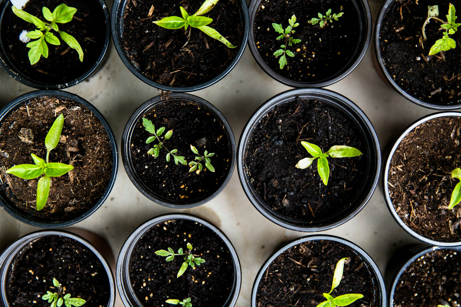 GARDENING & LAWN CARE
