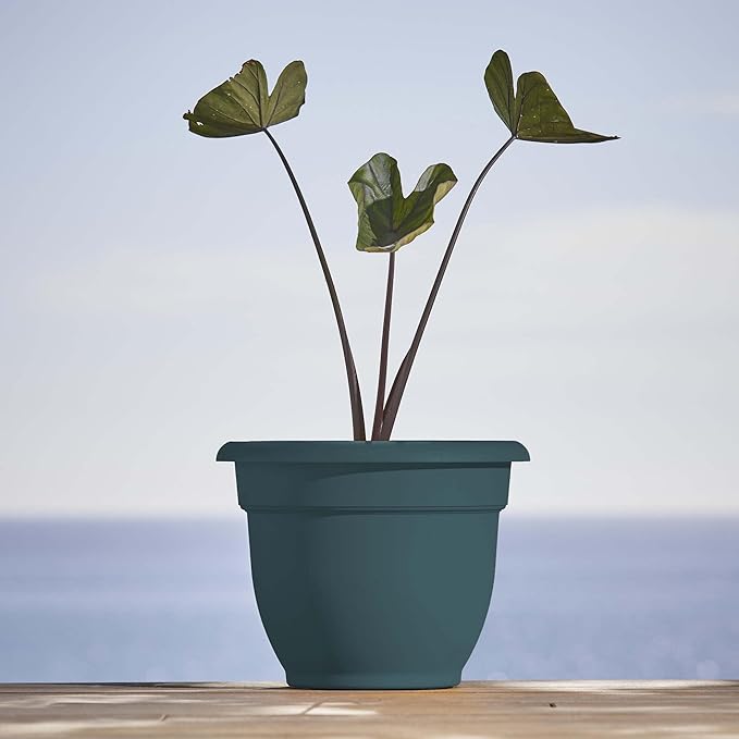 Bloem Ariana 10" Charleston Round Self-Watering Resin Planter Pot - Rolled Rim Indoor and Outdoor Gardening Planter