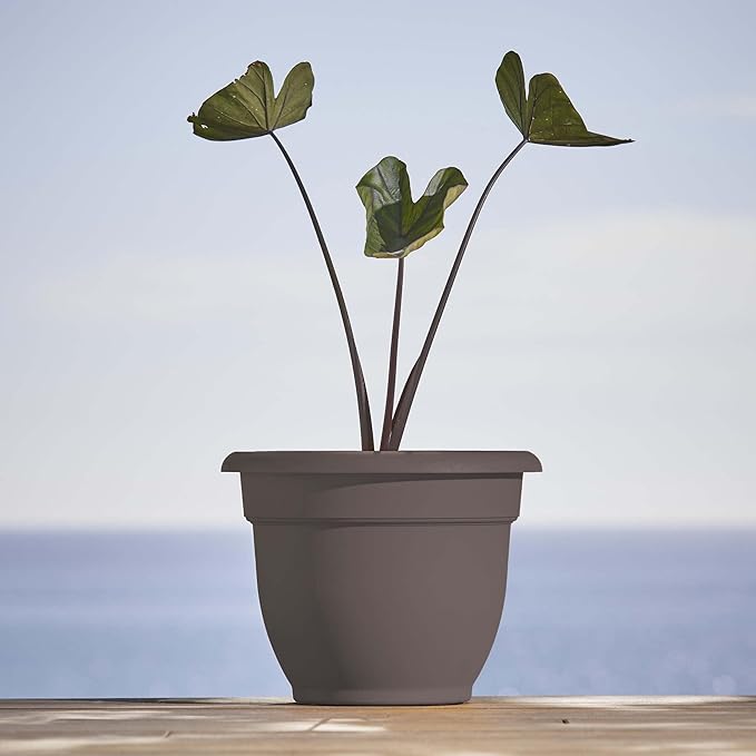 Bloem Ariana 12" Peppercorn Round Self-Watering Resin Planter Pot - Rolled Rim Indoor and Outdoor Gardening Planter