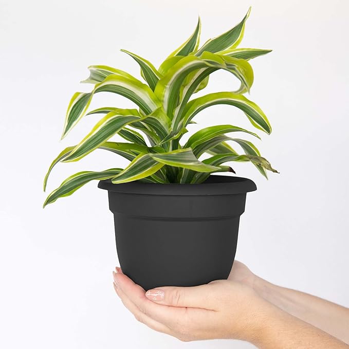 Bloem Ariana 6" Self-Watering Plastic Planter - Rolled Rim Indoor/Outdoor Garden Pot, Black