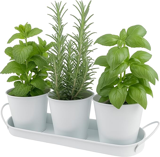 Herb Garden Planter Set ?€? 3-Pcs Set Galvanized Metal Herb Planters for Indoors Plants with Tray ?€? Indoor Plant Pots for Apartment Window, Balcony, Garden ?€? Potting Pots for Herbs and Flowers