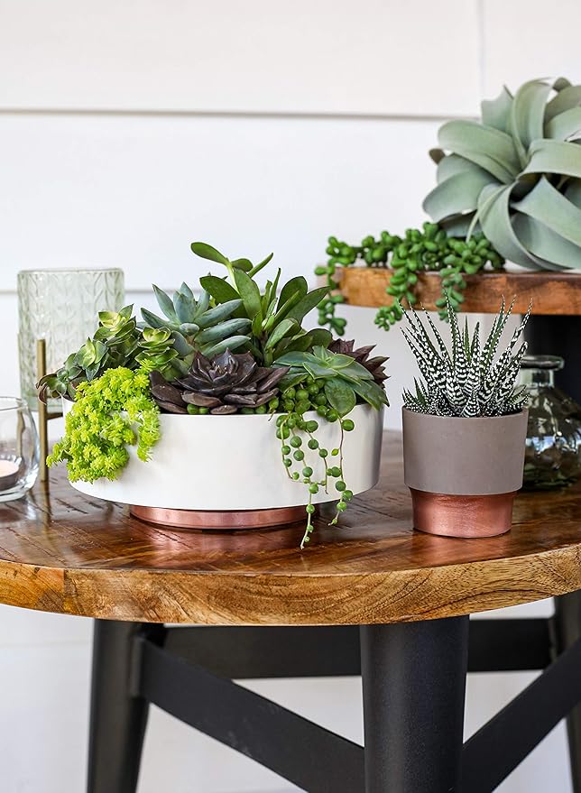 The HC Companies 8 Inch Round Plastic Succulent Capri Bowl Decorative Indoor Flower Succulent Planter Pot with Drain Plug Hole, Faux Concrete Color (2 Pack)
